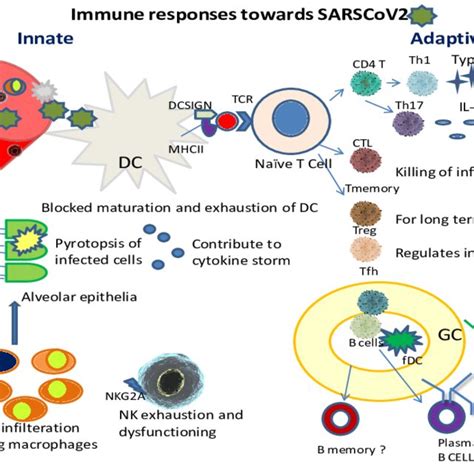 Innate And Adaptive Immune Responses In Sars Cov 2 Infections A