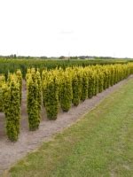 Taxus baccata Fastigiata Aurea gelbe Säulen Eibe 125 150 cm Solitär