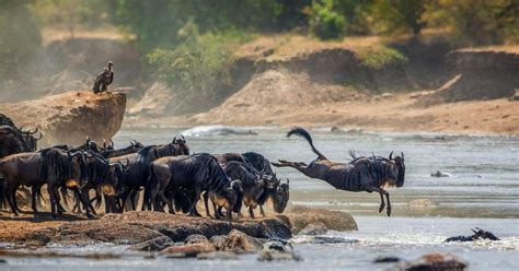 Tage Serengeti National Park Safari Getyourguide