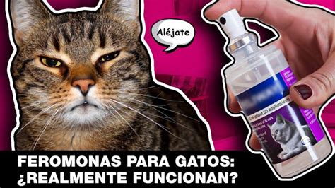 Para Qu Sirven Las Feromonas En Los Gatos Explicamos Sus Usos