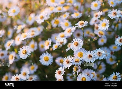 In Der Familie Der Asteraceae Fotos Und Bildmaterial In Hoher