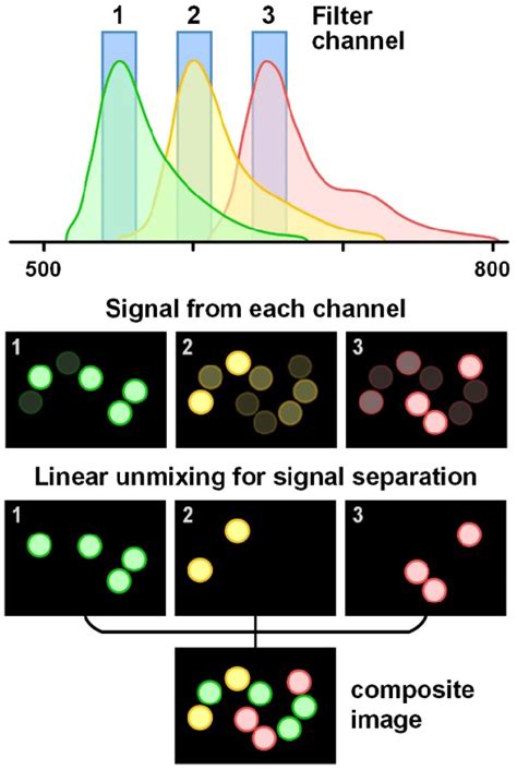 Schematic Of The Linear Unmixing Of Signals From Multiple Fluorophores