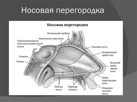 нос фельдшера - презентация онлайн