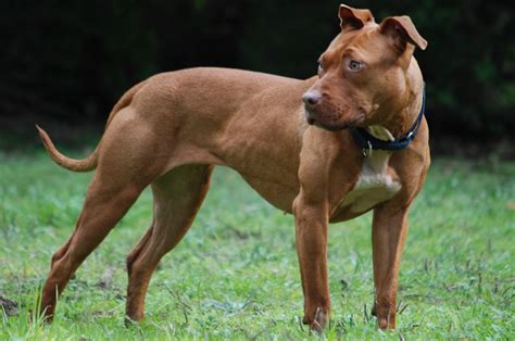 American Pit Bull Terrier Caracteristicas Historia Cuidados Y Mas