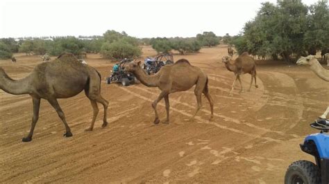 Diversi N En Quad Paseos Por La Playa Y Las Dunas De Agadir Y