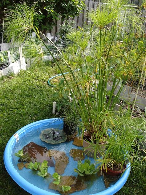 Amazing Outdoor Aquarium Pond Planter 1 Gardenmagz Water Garden