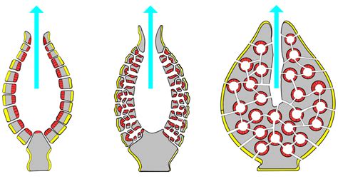 Phylum Porifera Class 11 Class 11 Notes Edurev