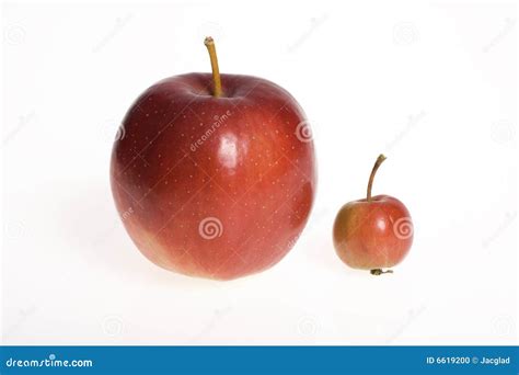 Big And Small Apples On White Background Stock Photo Image Of