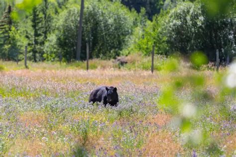 10 Incredible National Parks To See Male Black Bears Emerge From Hibernation!