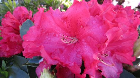 Fotos gratis Rocío flor pétalo primavera rosado arbusto