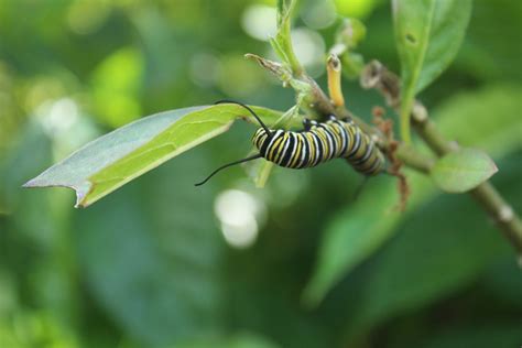 Caterpillar Monarch Milkweed - Free photo on Pixabay - Pixabay