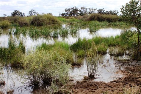 Farm Dams | Murray Wildlife