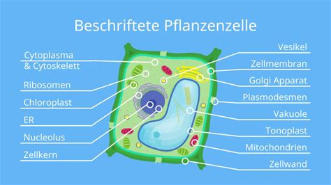 Pflanzliche Zelle Aufbau • Beschriftung Einfach Erklärt · Mit Video