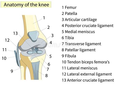 Anatom A Secci N Transversal Conjunta De Rodilla Que Muestra Las