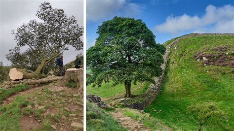 Sycamore Gap £10000 Fund Set Up For Full Size Bronze Replica Of