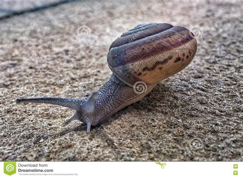 Snail In Motion Stock Image Image Of Nature Slow Resort 78247935