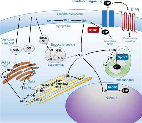 The Role Of Sphingosine1phosphate In Inflammation And Cancer