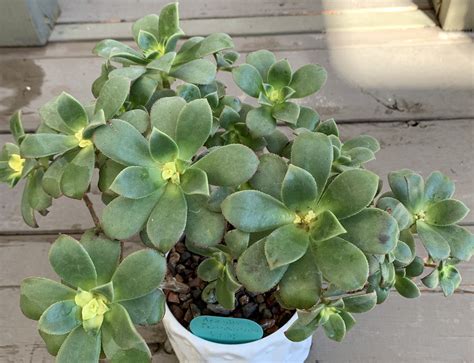 Aeonium Percaneum Kiwi Succulents Plants Garden