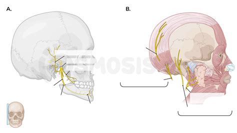Nerves And Vessels Of The Face And Scalp Osmosis