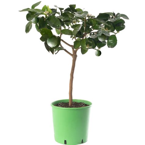 Lime Tree Garden Citrus Fruit Tree Free Uk Delivery Over £50