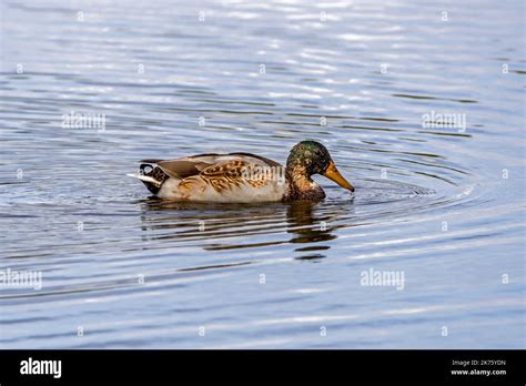 Mallard Wild Duck Anas Platyrhynchos Male Drake In Eclipse