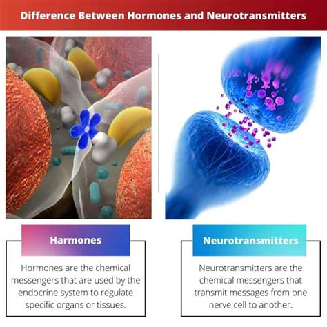 Hormones vs Neurotransmitters: Difference and Comparison