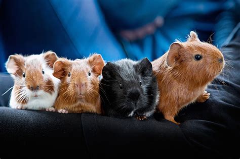 Timing Guide to Breeding Guinea Pigs