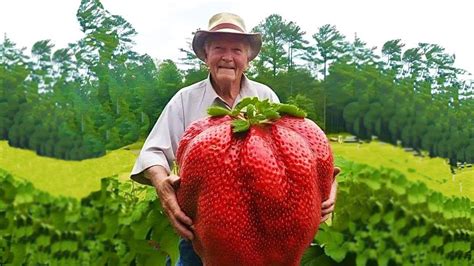 Worlds Biggest Strawberry Real Or Fake Youtube