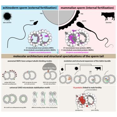 Structural Specializations Of The Sperm Tail Science Easyview