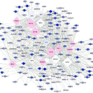 The Microrna Mirna Target Regulatory Network Red And Blue Represent