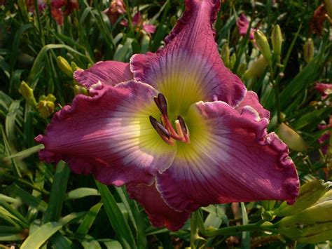 Lullaby And Goodnight Daylily Dooley Gardens