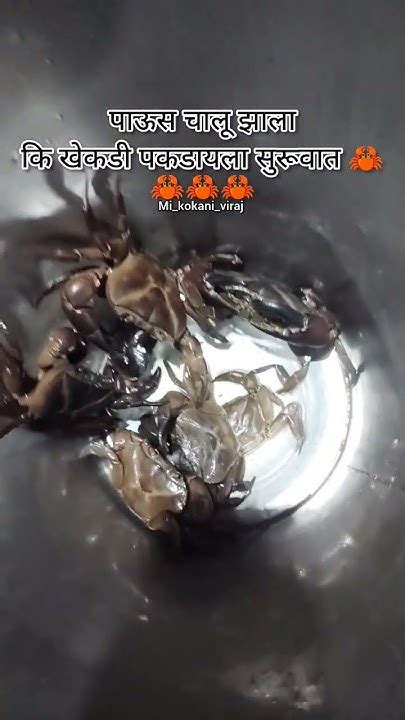 पाऊस चालू झाला कि खेकडी पकडायला सुरूवात🦀🦀🦀khekdicrabschimbori