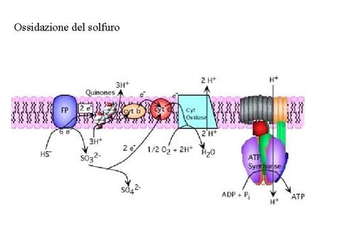 Catena Di Trasporto Degli Elettroni E Relazione Con