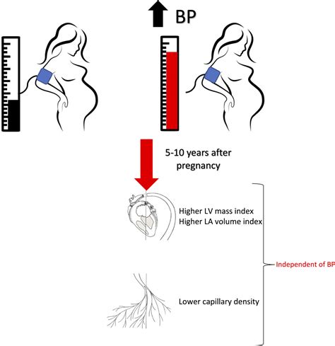 Variations In Cardiovascular Structure Function And Geometry In