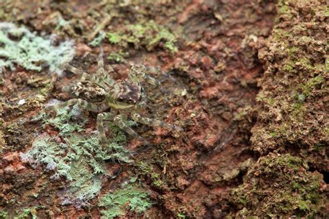 Jumping Spider By Melvyn Yeo