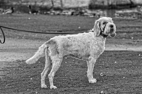 C Mo Elegir El Collar Y La Correa Adecuada Para Tu Perro