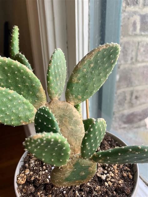 Reasons And Solutions Of Cactus Corking Succulent Garden Web