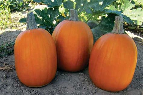 19 Leading Pumpkin Varieties [Slideshow] - Growing Produce