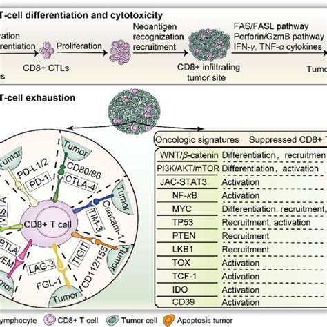 Infiltration Of Cd8 þ T Cells Into Tumors Differentiation