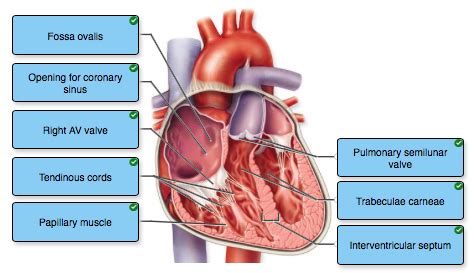 Heart Lecture Exam 3 Flashcards Quizlet