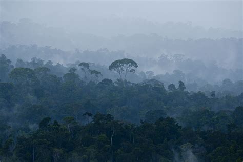 Intact Forest in Central Kalimantan - New Mandala