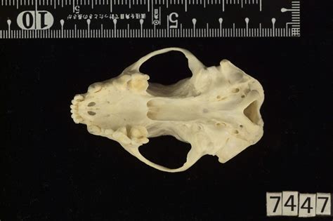 Mephitis macroura (hooded skunk)