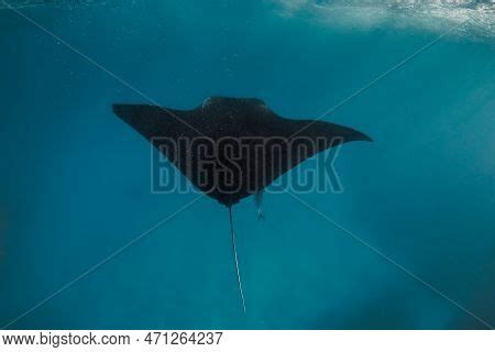 Manta Ray Swimming Image & Photo (Free Trial) | Bigstock