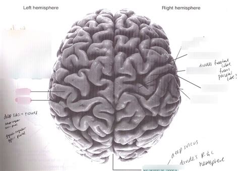 Gyri and Sulci Diagram | Quizlet