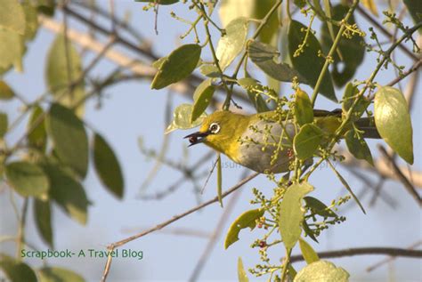 birds  india scrapbook  travel blog