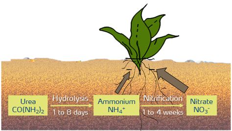 Ammonium NH4 N