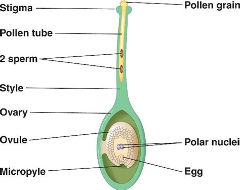 Pollination Pmg Biology