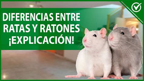 Diferencias Entre Rata y Ratón Cómo Distinguir Ratas de Ratones