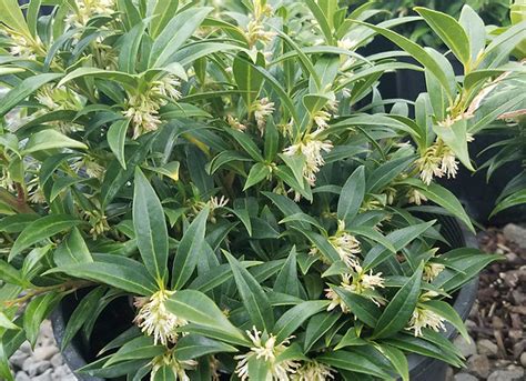 Sarcococca Humilis Fragrant Valley™ Youngbloodnursery