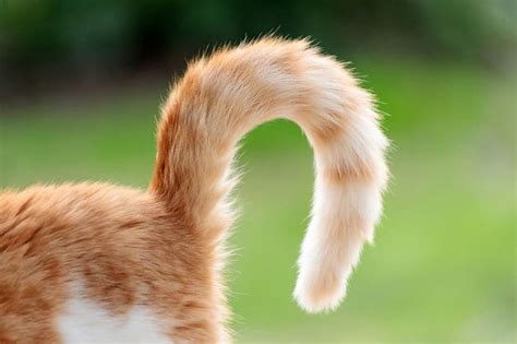 Why Do Cats Have Tails Vet Reviewed Science And Facts Catster